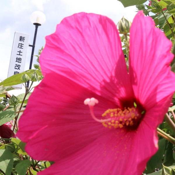 事務所フヨウ満開
